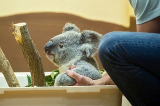 Koala reist Austrian Business