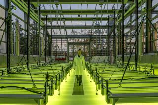 Biosprit aus Algen: Forschung an der TU München